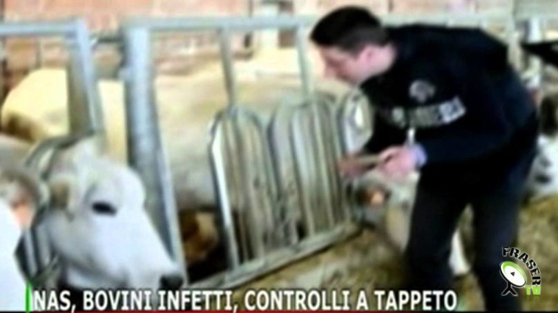 Bovini infetti, CONTROLLI A TAPPETO…e…..
